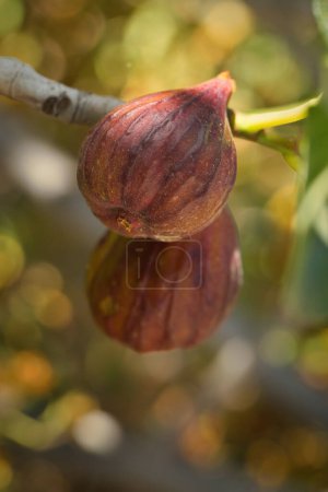 Téléchargez les photos : Détail photo de figues sur la plante sur la nature emplacement de la Croatie, Europe - en image libre de droit