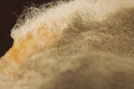 Photo for Several weeks old mold developed on rest of sauce food - Royalty Free Image