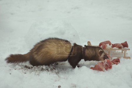 Téléchargez les photos : Ferret female outdoor in her snow igloo house take care of meat - en image libre de droit