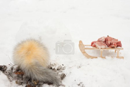 Téléchargez les photos : Ferret female outdoor in her snow igloo house take care of meat - en image libre de droit