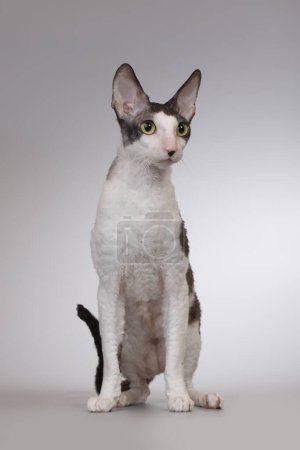 Photo for Adult male of cornish rex breed cat posing on background - Royalty Free Image