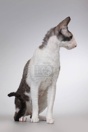Téléchargez les photos : Adulte mâle de cornish rex race chat posant sur le fond - en image libre de droit