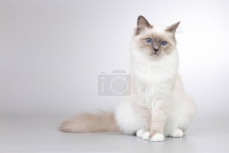 Photo for Four months old kitten female of Birma cat portrait - Royalty Free Image