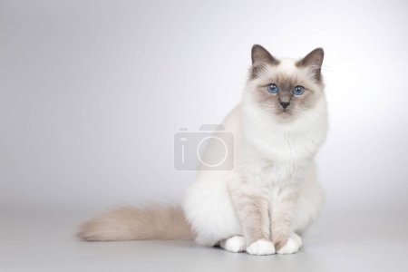 Photo for Four months old kitten female of Birma cat portrait - Royalty Free Image