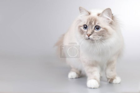 Photo for Portrait of female Birma cat on background in studio - Royalty Free Image