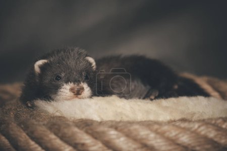 Photo for Dark sable five weeks old ferret baby posing for portrait on hemp rope - Royalty Free Image