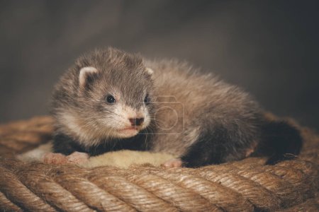 Photo for Ferret five weeks old baby posing for portrait on hemp rope - Royalty Free Image