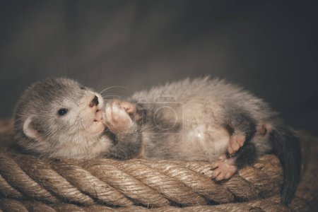 Photo for Silver grey five weeks old ferret baby posing for portrait on hemp rope - Royalty Free Image