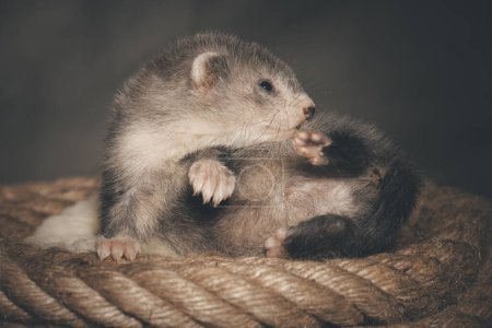 Photo for Silver grey five weeks old ferret baby posing for portrait on hemp rope - Royalty Free Image