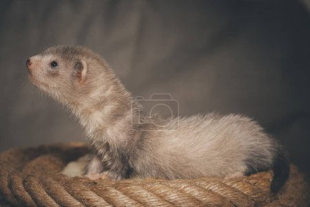 Téléchargez les photos : Furet bébé gris argenté de cinq semaines posant pour portrait sur corde de chanvre - en image libre de droit