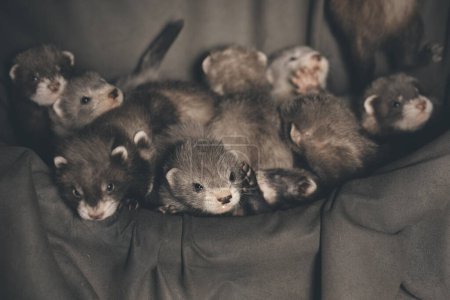 Photo for Group of five weeks old ferret babies in studio - detail - Royalty Free Image