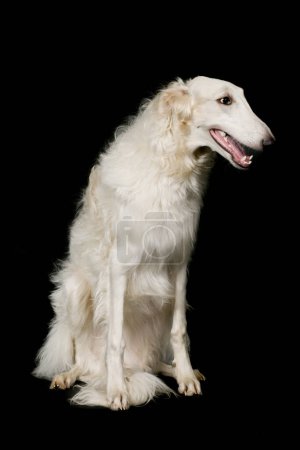 Photo for Russian greyhound borzoi dog posing sitting for portrait in studio - Royalty Free Image