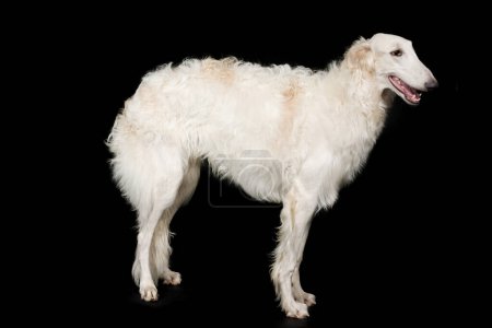 Photo for Russian greyhound borzoi dog posing staying for portrait in studio - Royalty Free Image