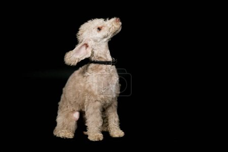 Foto de Bedlington terrier cachorro pocos meses posando en estudio en negro - Imagen libre de derechos