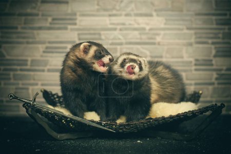 Photo for Couple of ferrets indoor posing for portrait in studio - Royalty Free Image