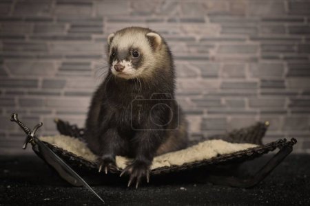 Photo for Dark sable color ferret indoor posing for portrait in studio - Royalty Free Image