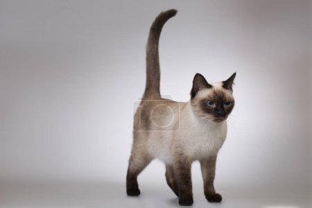 Photo for Nice female kitten of Thai cat posing on background in studio - Royalty Free Image
