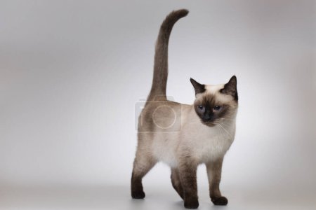 Téléchargez les photos : Joli chaton femelle de chat thaïlandais posant sur fond en studio - en image libre de droit
