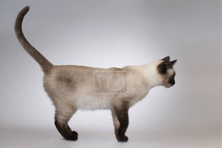 Téléchargez les photos : Joli chaton femelle de chat thaïlandais posant sur fond en studio - en image libre de droit