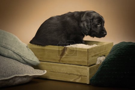 Foto de Cachorro de black flat retriever posando para retrato en ubicación interior - Imagen libre de derechos