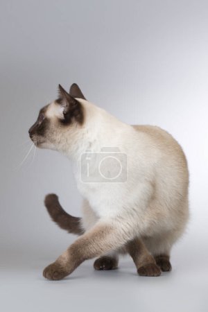 Téléchargez les photos : Beau chat thaï adulte posant sur le fond en studio - en image libre de droit