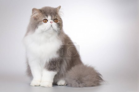 Foto de Pelo largo persa bi color crianza macho gato posando para retrato en estudio - Imagen libre de derechos