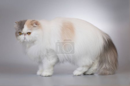 Photo for Persian long hair bi color breed male cat posing for portrait in studio - Royalty Free Image