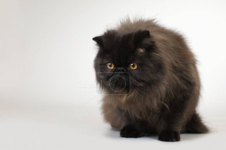 Téléchargez les photos : Persan cheveux longs couleur foncée race chat mâle posant pour portrait en studio - en image libre de droit
