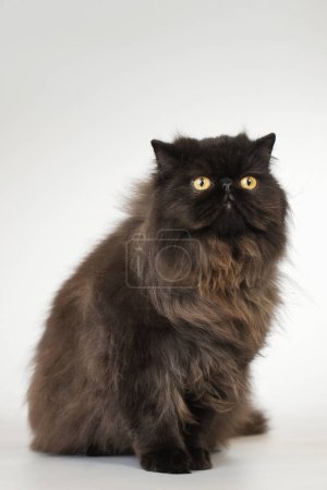 Photo for Persian long hair dark color breed male cat posing for portrait in studio - Royalty Free Image