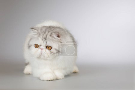 Photo for Persian long hair bi color breed female kitten posing for portrait in studio - Royalty Free Image