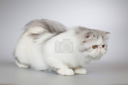 Téléchargez les photos : Persan cheveux longs bi couleur race chaton femelle posant pour portrait en studio - en image libre de droit