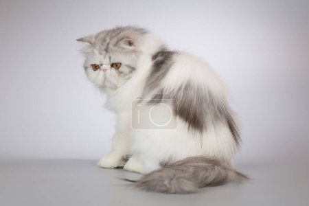 Foto de Pelo largo persa bi color crianza hembra gatito posando para retrato en estudio - Imagen libre de derechos