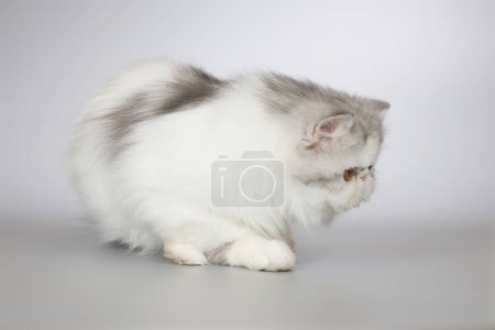 Téléchargez les photos : Persan cheveux longs bi couleur race chaton femelle posant pour portrait en studio - en image libre de droit
