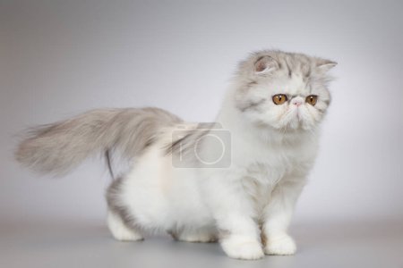 Photo for Persian long hair bi color breed female kitten posing for portrait in studio - Royalty Free Image