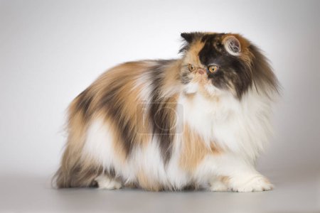 Photo for Persian long hair multi color breed male cat posing for portrait in studio - Royalty Free Image