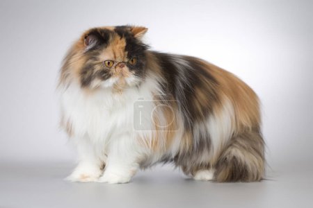 Photo for Persian long hair multi color breed male cat posing for portrait in studio - Royalty Free Image