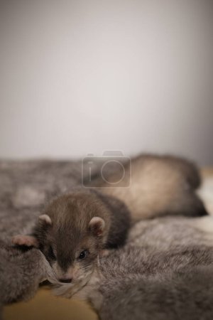 Photo for Ferret five weeks old baby posing for portrait on rabbit fur - Royalty Free Image
