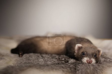 Photo for Ferret five weeks old baby posing for portrait on rabbit fur - Royalty Free Image