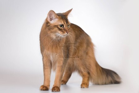Photo for Somali cat breed female cat posing for portrait in studio - Royalty Free Image