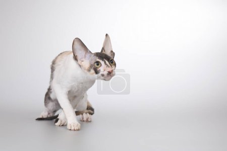 Téléchargez les photos : Cornish rex race mâle chat posant pour portrait en studio - en image libre de droit