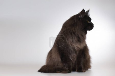 Téléchargez les photos : Jolie islated noir Maine Coon Cat portrait en studio - en image libre de droit