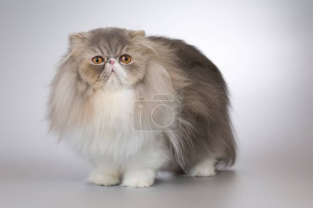 Téléchargez les photos : Portrait de chat persan assez isolé en studio - en image libre de droit