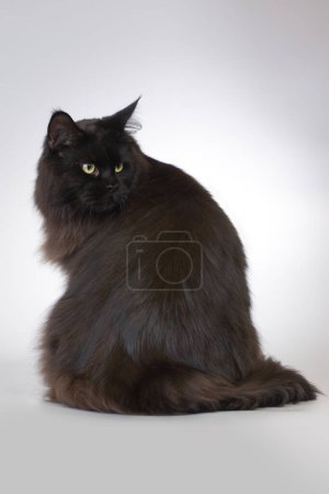 Téléchargez les photos : Jolie islated noir Maine Coon Cat portrait en studio - en image libre de droit