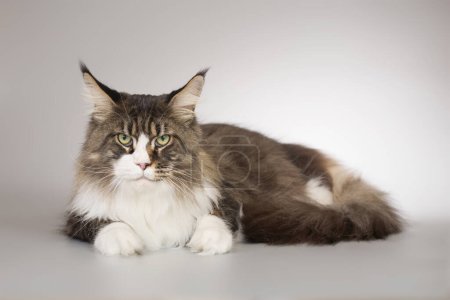 Photo for Pretty islated Maine Coon Cat portrait in studio - Royalty Free Image