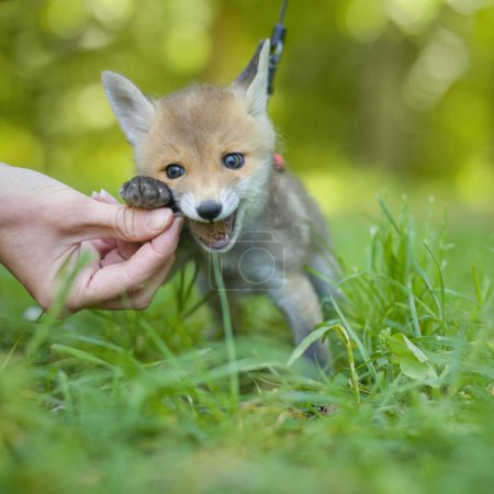 Téléchargez les photos : Adoption de bébé renard roux trouvé dans la forêt sauvage solitaire - en image libre de droit