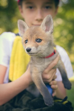 Téléchargez les photos : Adoption de bébé renard roux trouvé dans la forêt sauvage solitaire - en image libre de droit
