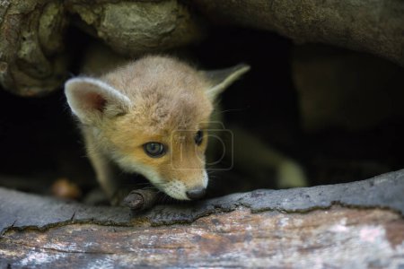 Foto de Adopción de zorro rojo bebé encontrado en bosque salvaje solo - Imagen libre de derechos