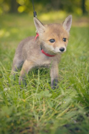 Foto de Adopción de zorro rojo bebé encontrado en bosque salvaje solo - Imagen libre de derechos
