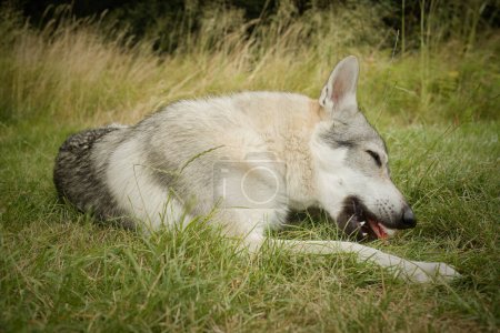 Téléchargez les photos : Jeune homme de chien de loup tchécoslovaque mangeant des os en plein air dans la nature - en image libre de droit