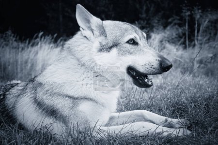 Foto de Joven macho de perro lobo checoslovaco posando al aire libre en la naturaleza - Imagen libre de derechos